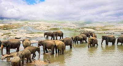 Pinnawala (Elephant Orphanage) Small Image